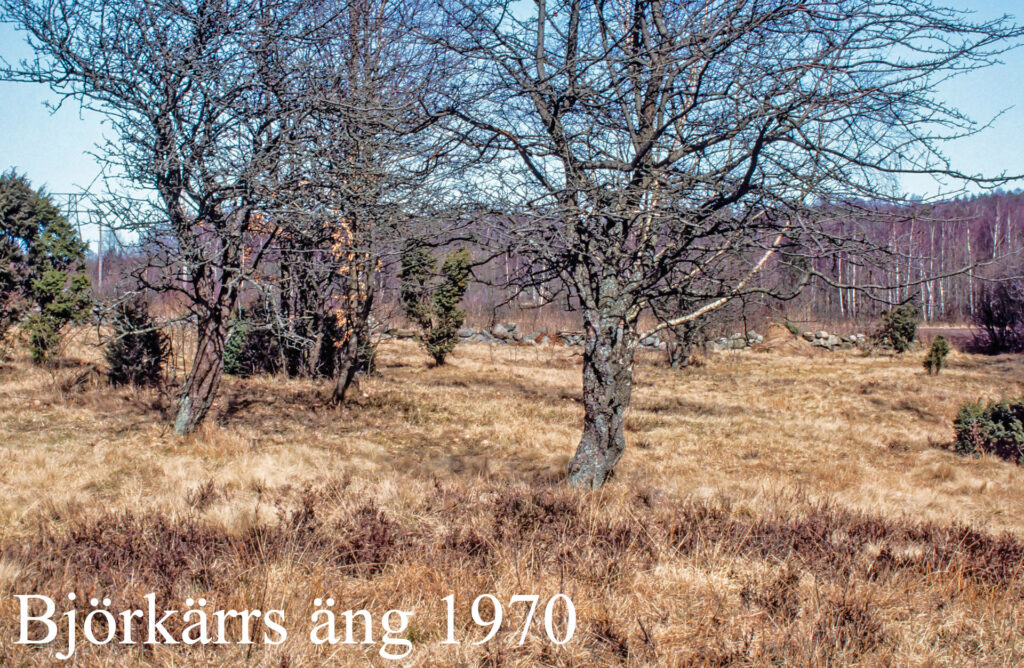 1 björkärrs äng 1970 namnad 1