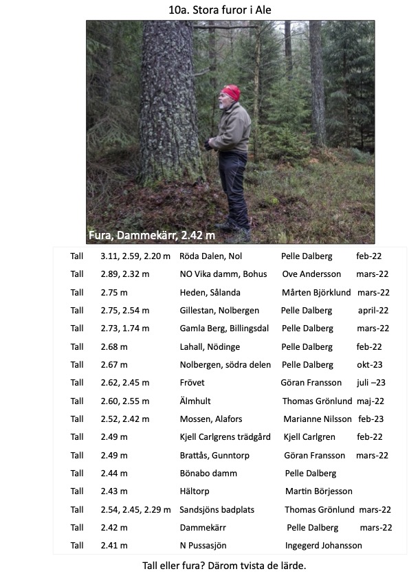 Björkärrs äng stora trädtall