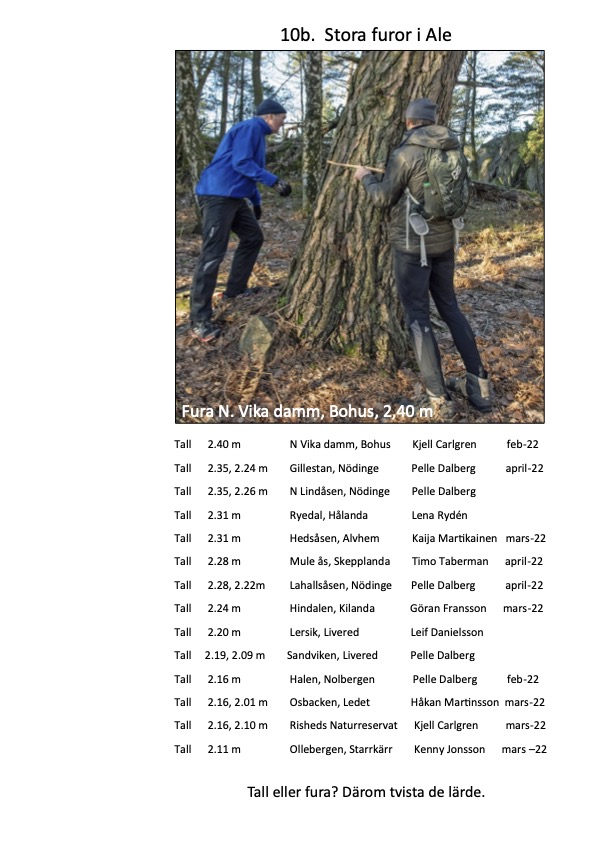 Björkärrs äng stora träd tallar