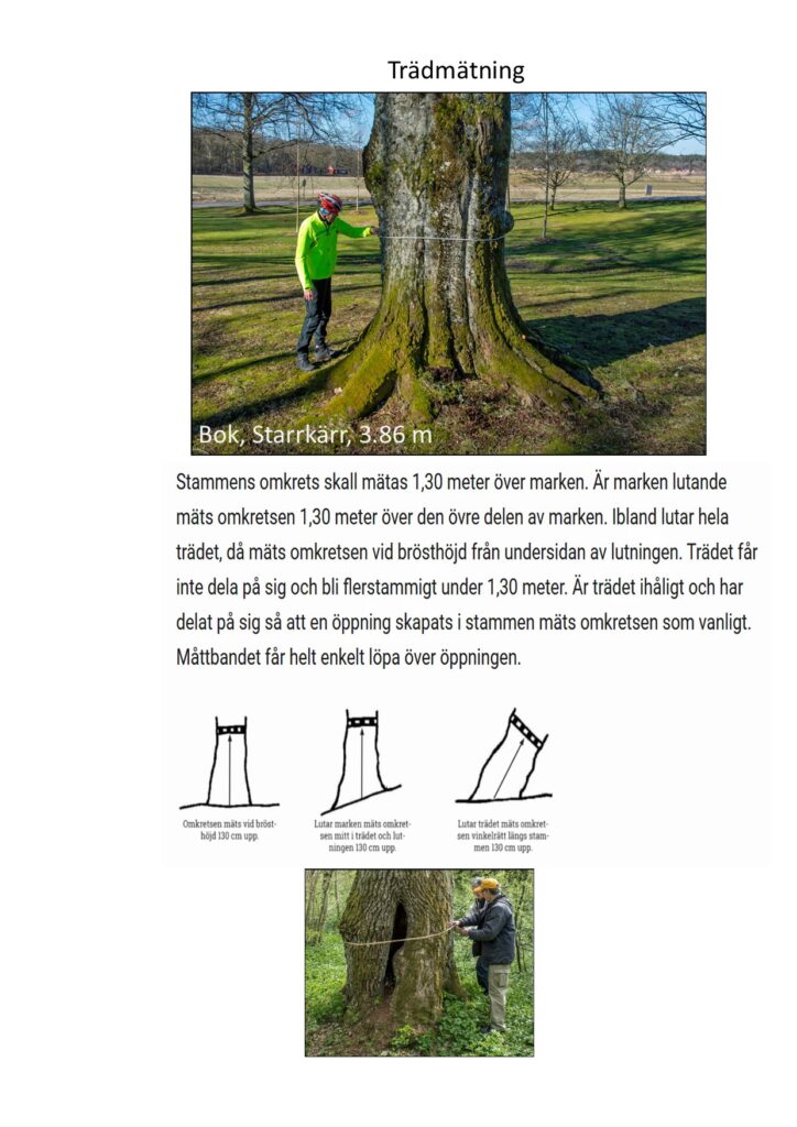 Björkärrs äng stora träd