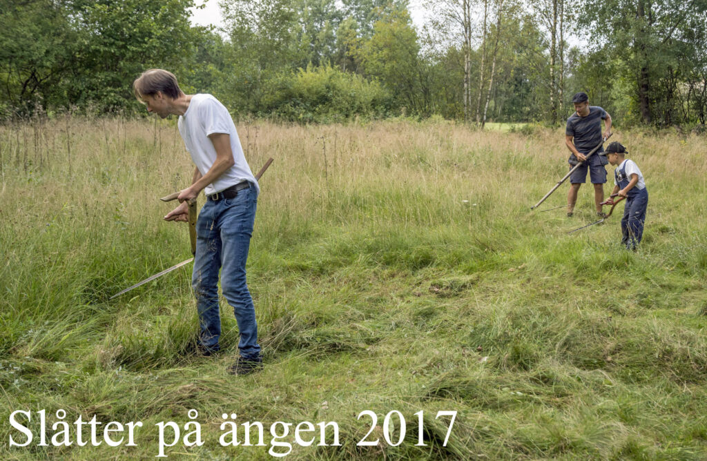 2 slåtter björkärrs äng 2017, foto pelle dalberg namnad 3
