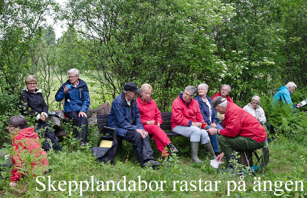 3 skepplandabor rastar på björkärrs äng 2013 foto pelle dalberg namnad