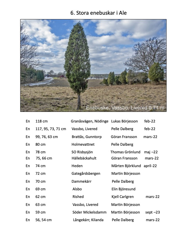 Björkärrs äng stora träd enebuskar