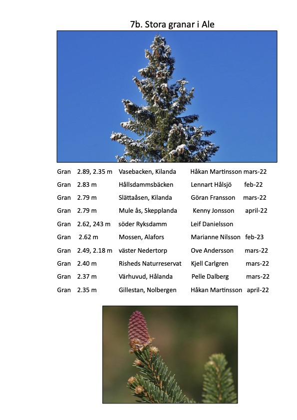 Björkärrs äng stora träd granar