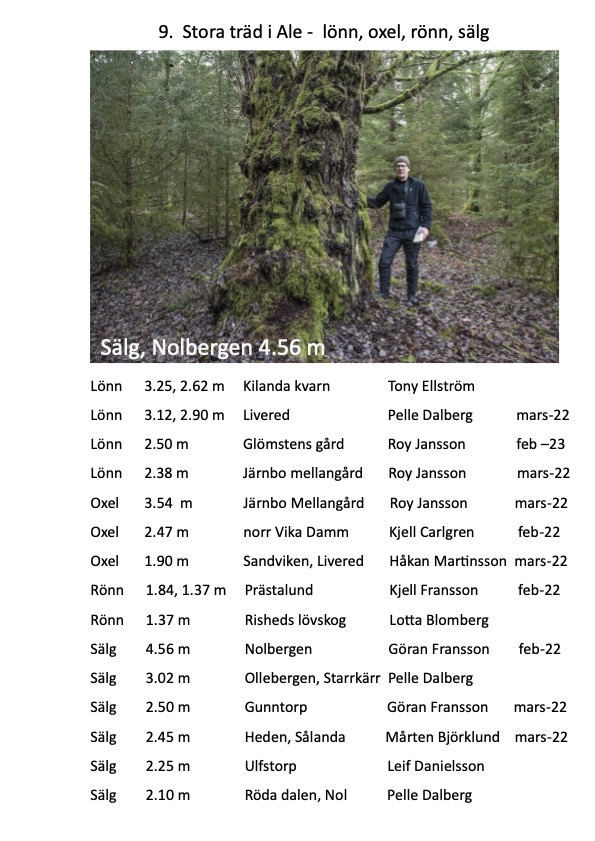 Björkärrs äng stora trädlönn sälg