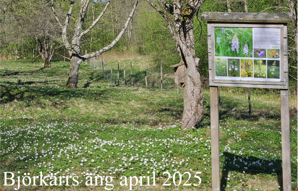 skärmavbild 2026 03 16 kl. 15.15.51