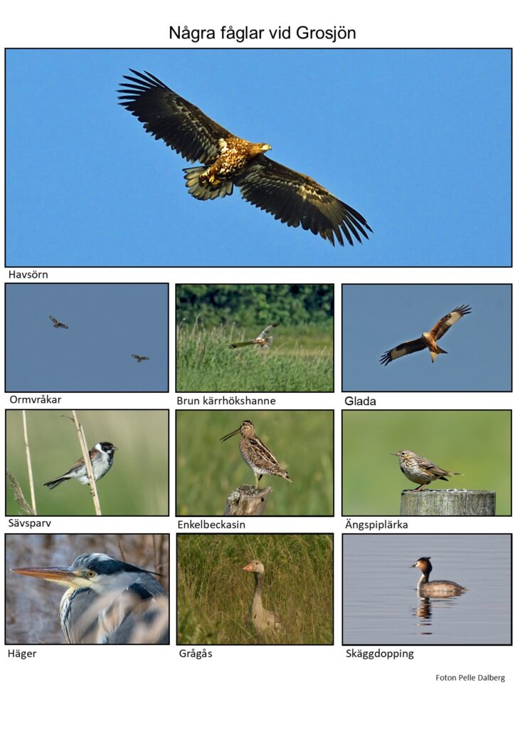 h grosjöns fåglar