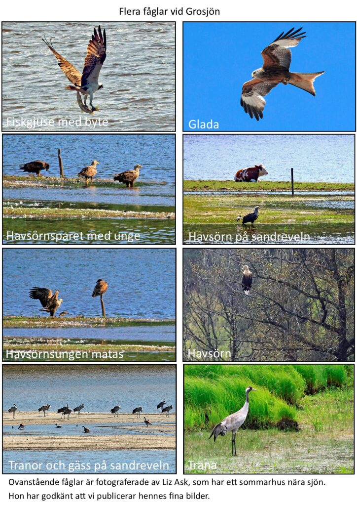 i grosjön liz ask