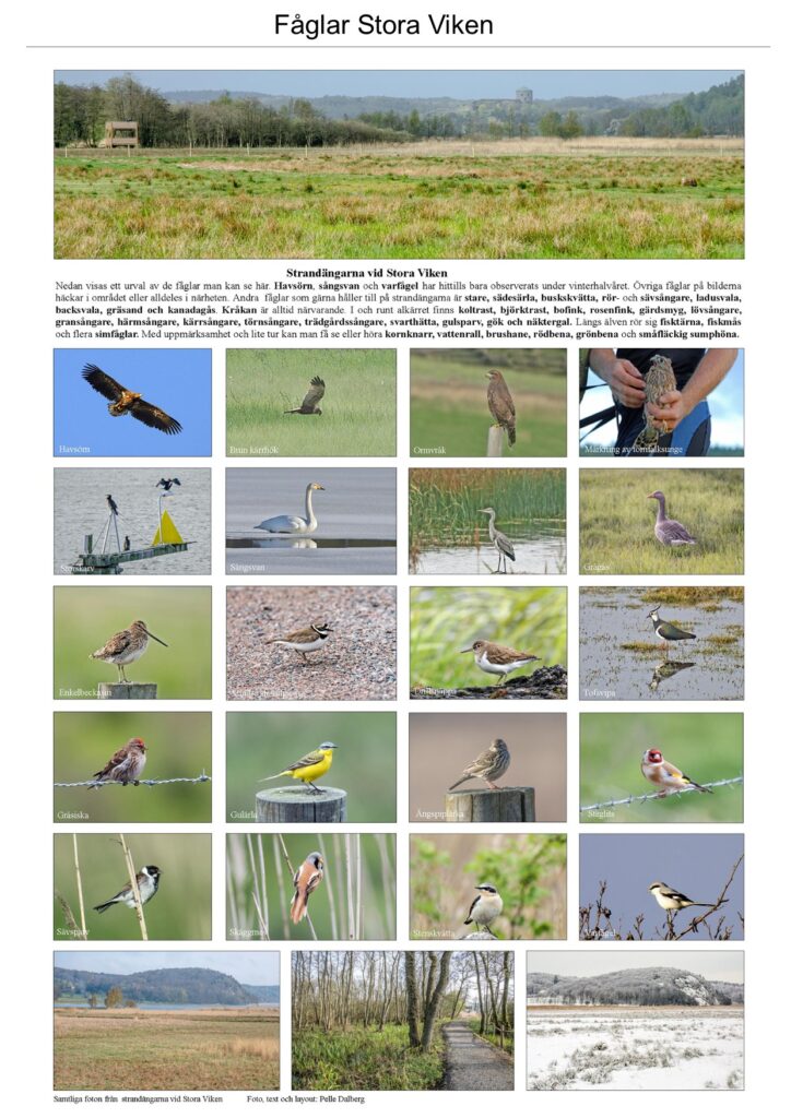 k stora vikens fåglar